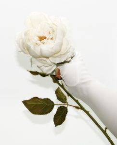 white rose test 